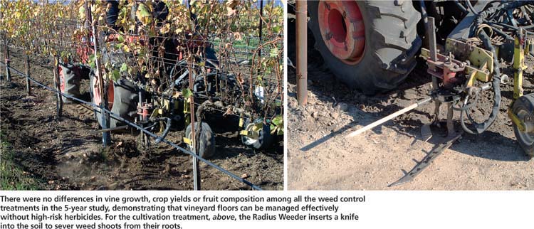 There were no differences in vine growth, crop yields or fruit composition among all the weed control treatments in the 5–year study, demonstrating that vineyard floors can be managed effectively without high-risk herbicides. For the cultivation treatment, above, the Radius Weeder inserts a knife into the soil to sever weed shoots from their roots.