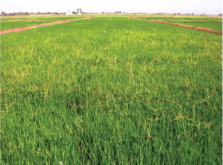 In the absence of herbicides or a stale seedbed treatment, weeds such as smallflower umbrella sedge were a problem in the conventional system studied.