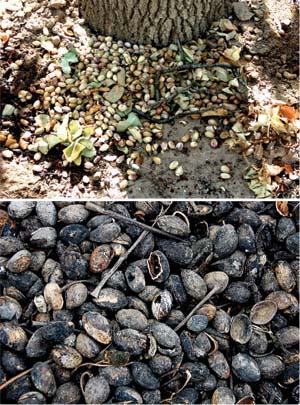 Top, spilled nuts may end up around tree trunks. Bottom, by the following June, the nuts have deteriorated substantially.