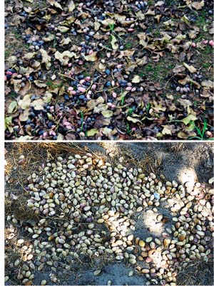 The authors evaluated methods for managing spilled nuts, top, on the berm, and, bottom, in the rows.