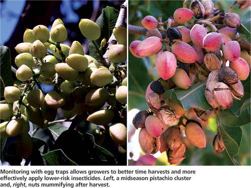 Monitoring with egg traps allows growers to better time harvests and more effectively apply lower-risk insecticides. Left, a midseason pistachio cluster and, right, nuts mummifying after harvest.