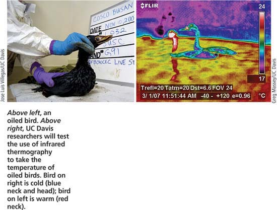 Above left, an oiled bird. Above right, UC Davis researchers will test the use of infrared thermography to take the temperature of oiled birds. Bird on right is cold (blue neck and head); bird on left is warm (red neck).