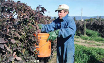 Mark Bolda, farm advisor for strawberries and cane berries in Santa Cruz, Monterey and San Benito counties, demonstrates one method of sampling for leafroller pests in blackberry. This method would be useful for sampling for the light brown apple moth.