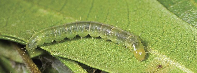 The leafroller's mature larva feeds on hundreds of different plants and agricultural crops.