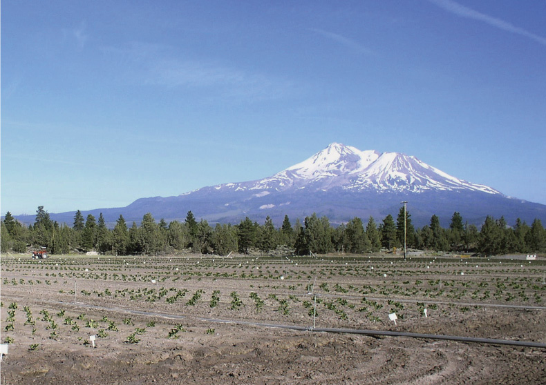 California strawberry runner plants are propagated in high-elevation nurseries such as this one near Macdoel, north of Mt. Shasta. The harvested runner plants are transported to fruiting fields in California or exported to other states or countries.