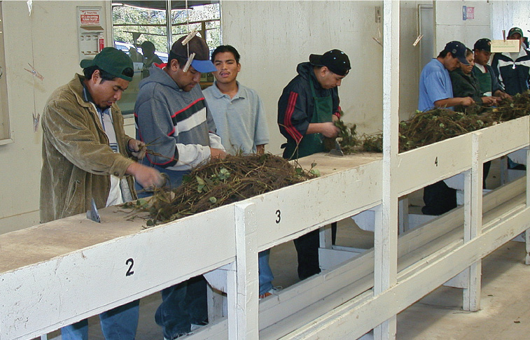 At Lassen Canyon's trim shed in Redding, workers sort strawberry plants harvested the previous day from high-elevation nursery fields. The workers separate healthy, marketable plants, trim them and then pack them for shipment to fruiting fields on the California coast.