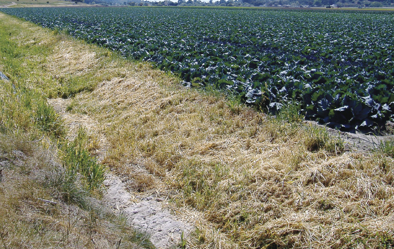 Border strips around fields, shown on a Central Coast farm, help improve water quality by filtering runoff into and off of farmland. However, such strips may also create habitat for small animals, which may be perceived as a food safety risk.