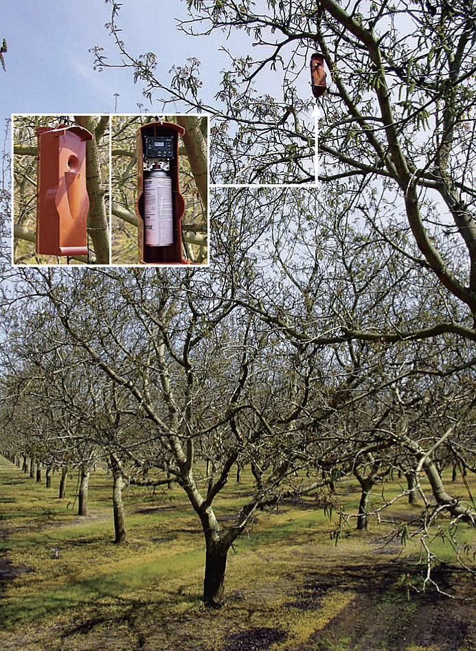 Important pests of walnuts include codling moth, walnut husk fly, navel orangeworm, aphids and mites. Alternative, reduced-risk pest control strategies, such as pheromone “puffers” for codling moth (shown), were compared with strategies currently in use by walnut growers in the San Joaquin Valley.