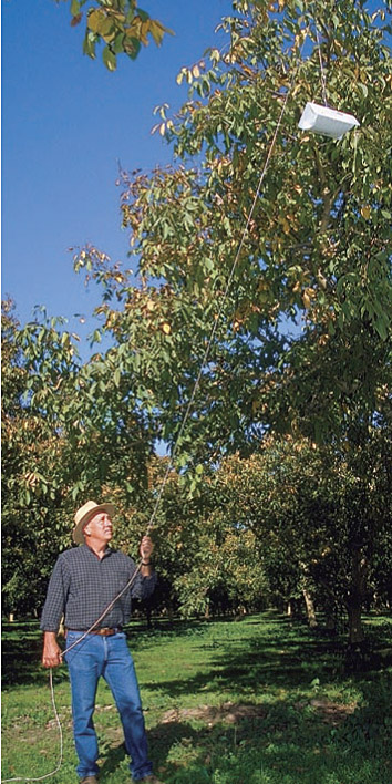 Integrated pest management, along with new technologies such as pheromone mating disruption, biopesticides and growth-regulating insecticides, help to protect farmworkers and the environment. Retired Butte County farm advisor Bill Olson monitors for codling moth by hanging traps in walnut orchards.
