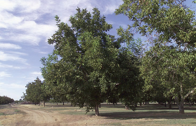 Most California walnut orchards are ‘English’ walnuts grafted onto ‘Paradox’ rootstock, which is highly susceptible to crown gall disease.