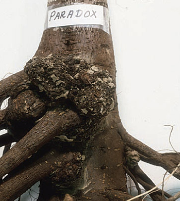 A 2-year-old walnut tree on ‘Paradox’ rootstock transplanted into soil infested with the pathogen Agrobacterium tumefaciens shows crown galls. Galls were primarily located at the sites of natural wounds such as root emergence, and were rarely observed on pruning wounds or cuts.