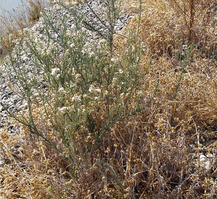 Hairy fleabane plants survived glyphosate (Roundup Weathermax) applications on a reservoir bank in Fresno County. Over-reliance on herbicides with the same mode of action often leads to resistance.