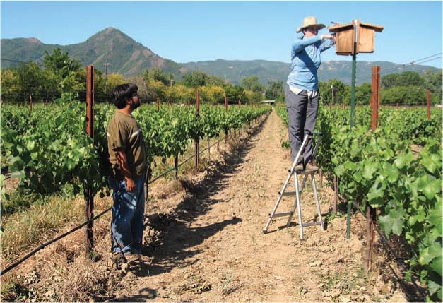 At Dooley Creek in Hopland, UC Santa Cruz Ph. D. candidate Julie Jediicka (right) and field assistant Matthew Poonamallee monitor nest boxes placed in a vineyard.