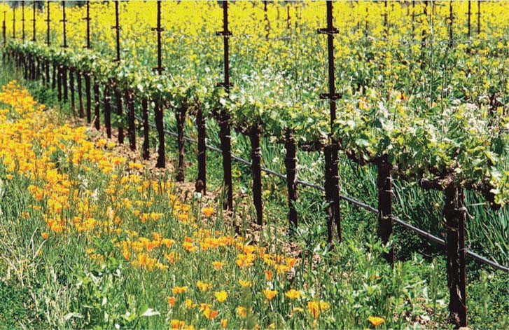 Grape growers may choose to farm organically to minimize environmental damage, encourage biological diversity or position their products in the marketplace. Above, mixed cover crops at Bonterra Vineyards in Mendocino County.