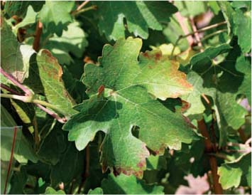 Leafroll symptoms in some vines were mild and showed reddening only at the leaf margin on a few leaves; this plant tested positive using ELISA for GLRaV-3.