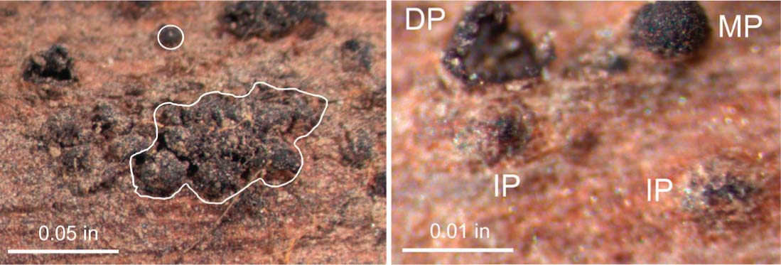Pycnidia of Botryosphaeria obtusa form on prunings on the vineyard floor. Left, B. obtusa pycnidia are primarily clustered in aggregates (white outline) with some separate individual pycnidia (circle). Right, immature pycnidium (IP) are still partially buried in the plant tissue; mature pycnidium (MP) before spore release; and discharged pycnidium (DP). Microscopic examination of spores is required to identify pycnidia as B. obtusa rather than other Botryosphaeria spp.