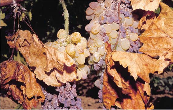 ▴ In an uncontrolled vine mealybug infestation in a San Joaquin Valley raisin-grape vineyard, mealybug and honeydew accumulate on the fruit, canes and leaves.
