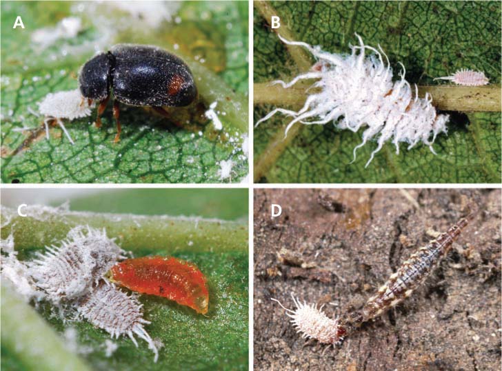 Common mealybug predators include lady beetles. (A) An adult Scymnus species feeds on a grape mealybug. (B) A large mealybug destroyer larva near the smaller obscure mealybug; the larvae of many of these lady beetle species have waxy filaments to mimic mealybugs and reduce interference from mealybug-tending ants. (C) A cecidomyiid larva prepares to feed on grape mealybugs. (D) A third-instar green lacewing (Chrysoperla carnea) larva attacks a grape mealybug, prompting it to secrete a ball of red ostiolar fluid in defense.