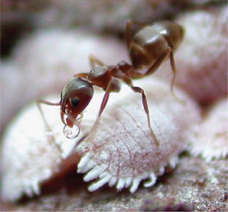 An Argentine ant tends an adult mealybug. A drop of honeydew, the sugar-rich mealybug excretion, can be seen in the ant's mouthparts.