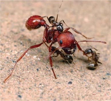 Argentine ants are aggressive and social. Above, three Argentine ants attack the native harvester ant (Pogonomyrmex subdentatus) en masse.