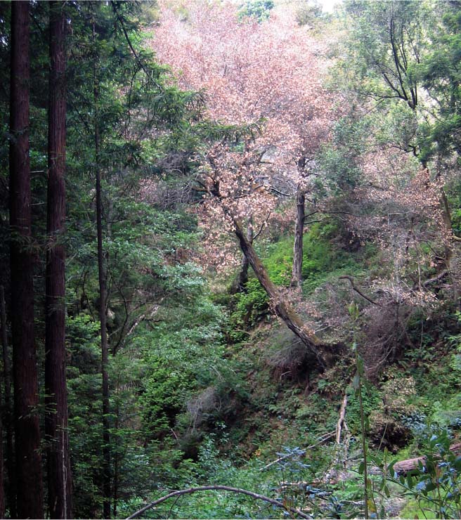 Oaks and tanoaks in 14 California counties are plagued by sudden oak death, including, above, tanoaks in the Big Sur region. The tree disease is caused by the exotic pathogen Phytophthora ramorum.