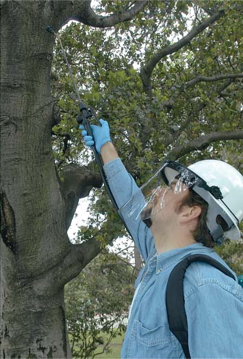 UC Berkeley staff research associate Brett Voss applies a topical phosphonate spray to a coast live oak in Alameda County to study the treatment's effectiveness.