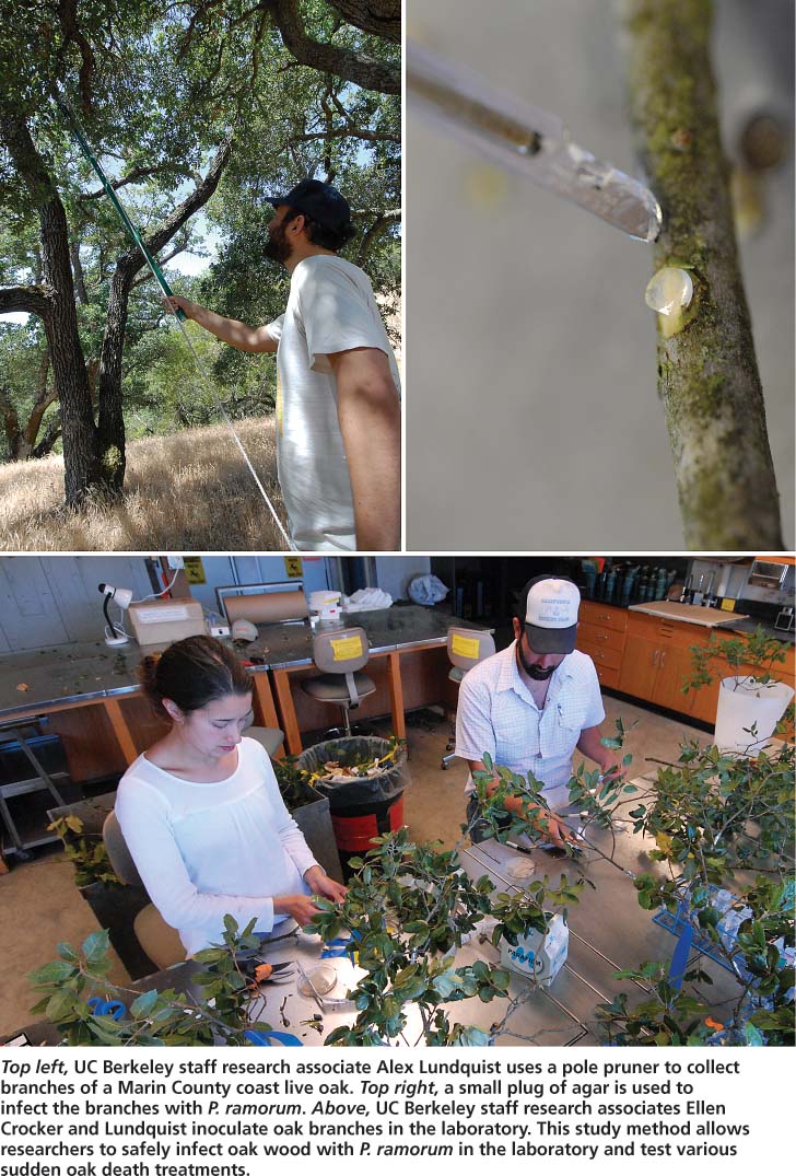 Top left, UC Berkeley staff research associate Alex Lundquist uses a pole pruner to collect branches of a Marin County coast live oak. Top right, a small plug of agar is used to infect the branches with P. ramorum. Above, UC Berkeley staff research associates Ellen Crocker and Lundquist inoculate oak branches in the laboratory. This study method allows researchers to safely infect oak wood with P. ramorum in the laboratory and test various sudden oak death treatments.