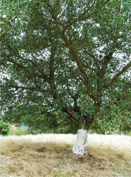 A Marin County coast live oak was used to test an alternative sudden oak death treatment, in which bark is covered with a lime wash and an azomite soil amendment is applied around the tree. In this study, the unregistered treatment was not effective in stemming the disease's spread.