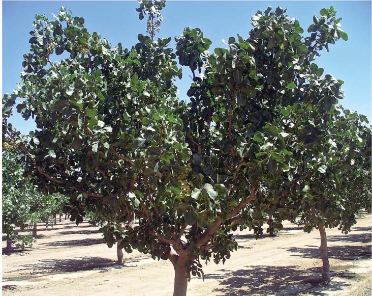 The California pistachio industry, which grows more than 90% of the nation's crop, has historically been dominated by a single female variety, ‘Kerman’. UC researchers conducted the first randomized and replicated pistachio trials, and two new female and one male variety were released in 2005. ‘Golden Hills’, shown at 9 years of age in June 2006, is similar to ‘Kerman’ but with a larger number of somewhat thinner scaffold branches.