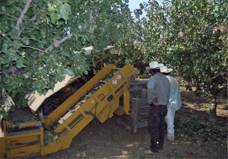 To compare yields, older trees were harvested with a commercial, mechanical tree shaker and catching frame, while nuts from younger trees were knocked onto tarps with mallets and poles.