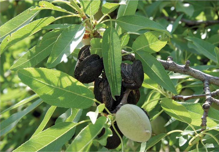 Sanitation practices in almond orchards can have a significant impact on insect pest damage. Almond “mummies” remaining on the tree after harvest provide overwintering sites for navel orangeworm, which then infests the new crop.