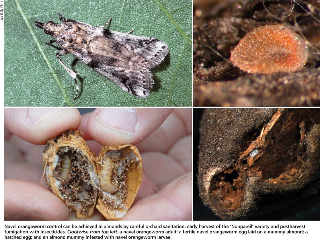 Navel orangeworm control can be achieved in almonds by careful orchard sanitation, early harvest of the ‘Nonpareil’ variety and postharvest fumigation with insecticides. Clockwise from top left: a navel orangeworm adult; a fertile navel orangeworm egg laid on a mummy almond; a hatched egg; and an almond mummy infested with navel orangeworm larvae.
