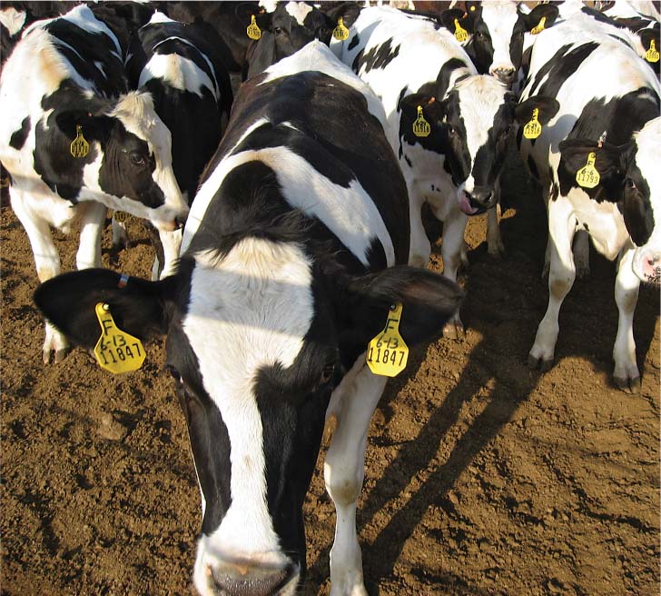 Every year, California milk producers import about 120,000 to 130,000 head of dairy cattle into the state, primarily heifers. Yet surveys have found that the vast majority of producers do not test incoming animals for economically important conditions and communicable diseases.