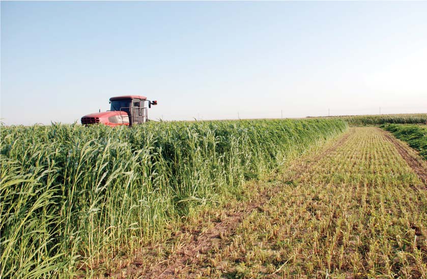 Sudex is a hybrid of sorghum and sudangrass that is grown extensively as a cover crop in the Imperial and San Joaquin valleys to reduce erosion, improve soil structure and suppress weeds. It appears to have allelopathic properties that can damage subsequent vegetable transplants. Above, sudex silage is harvested in Turlock.