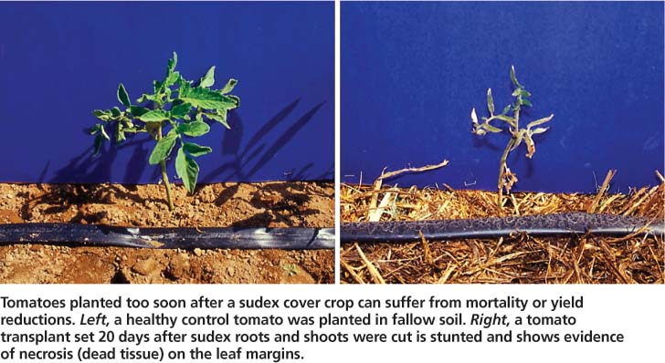 Tomatoes planted too soon after a sudex cover crop can suffer from mortality or yield reductions. Left, a healthy control tomato was planted in fallow soil. Right, a tomato transplant set 20 days after sudex roots and shoots were cut is stunted and shows evidence of necrosis (dead tissue) on the leaf margins.