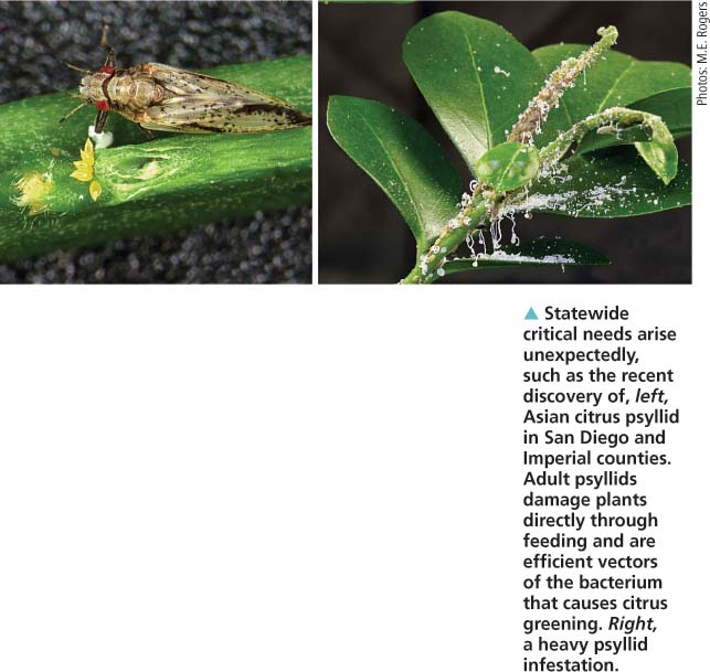Statewide critical needs arise unexpectedly, such as the recent discovery of, left, Asian citrus psyllid in San Diego and Imperial counties. Adult psyllids damage plants directly through feeding and are efficient vectors of the bacterium that causes citrus greening. Right, a heavy psyllid infestation.