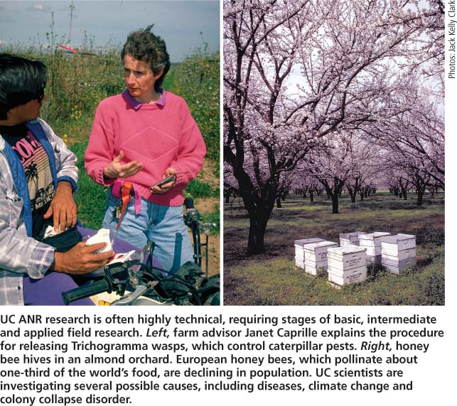 UC ANR research is often highly technical, requiring stages of basic, intermediate and applied field research. Left, farm advisor Janet Caprille explains the procedure for releasing Trichogramma wasps, which control caterpillar pests. Right, honey bee hives in an almond orchard. European honey bees, which pollinate about one-third of the world's food, are declining in population. UC scientists are investigating several possible causes, including diseases, climate change and colony collapse disorder.