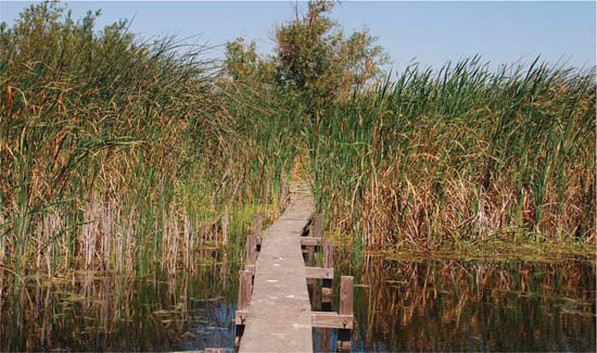 In the Sacramento-San Joaquin River Delta, researchers are studying the potential of “carbon-capture” farming to trap atmospheric carbon dioxide and rebuild soils lost to subsidence. A pilot study on Twitchell Island (shown) raised soils 10 inches between 1997 and 2005, as cattails, tules and other plants grew, died and decomposed. The 3-year, $12.3 million project joins scientists from UC Davis and the U.S. Geological Survey.