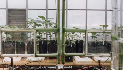 Plants grown at elevated carbon dioxide have lower nitrogen levels in the leaves, so insects must eat more to get the same amount of nutrient. In this chamber study, insects eating plants treated with Bacillus thuringiensis received a higher dose of the toxin as well, and died at significantly higher rates.