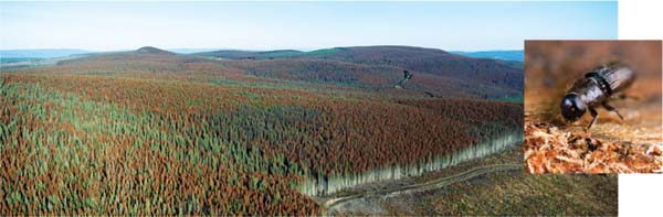 The mountain pine beetle (inset) has dramatically increased its range over the past 15 years, causing extensive damage to British Columbian pine forests (shown); in recent years, it has spread east across the Rocky Mountains.