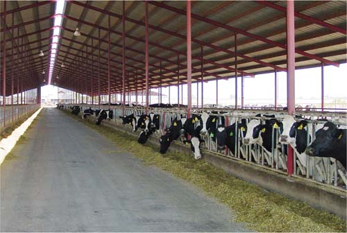 Strategies to reduce methane emissions from dairies include modifying cattle diets to enhance digestibility and improving milk production so that fewer cows are needed.