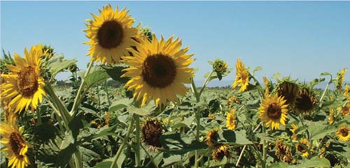 Based on computer modeling of Yolo County agriculture in 2005, the authors predict that growers could switch to more environmentally friendly practices if offered reasonable carbon-sequestration payments. Above, sunflower, one of the crops studied.
