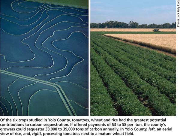 Of the six crops studied in Yolo County, tomatoes, wheat and rice had the greatest potential contributions to carbon sequestration. If offered payments of $3 to $8 per ton, the county's growers could sequester 33,000 to 39,000 tons of carbon annually. In Yolo County, left, an aerial view of rice, and, right, processing tomatoes next to a mature wheat field.