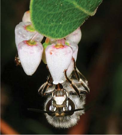 In the seven urban areas studied, specific bees were often associated with particular ornamental plants. Above, a digger bee (Anthophora edwardsii) forages on a manzanita flower (Arctostaphylos sp.).