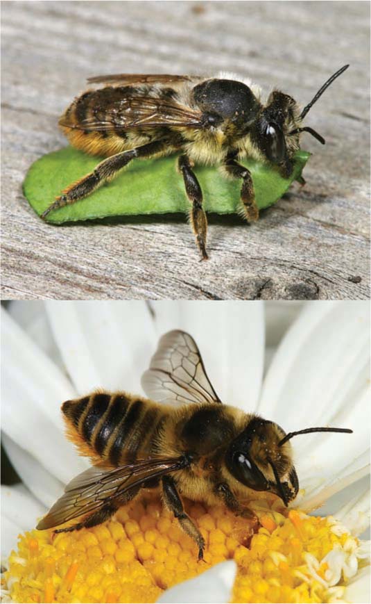 The leafcutting bee (Megachile perihirta) was found in many of the gardens surveyed. Top, a female carries a cut piece of leaf; above, a female with strongly developed mandibles lands on a cosmos flower (Cosmos bipinnatus).