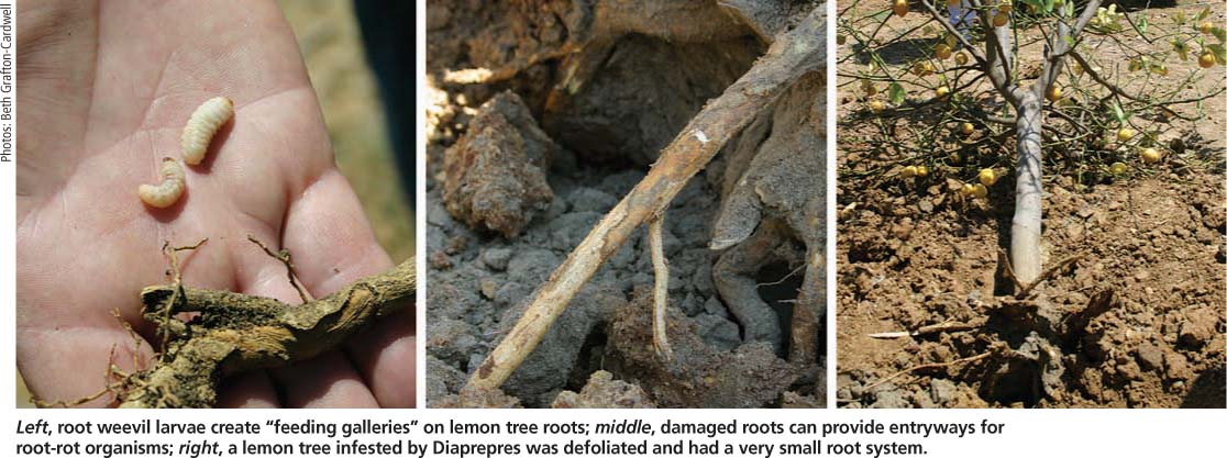 Left, root weevil larvae create "feeding galleries" on lemon tree roots; middle, damaged roots can provide entryways for root-rot organisms; right, a lemon tree infested by Diaprepres was defoliated and had a very small root system.