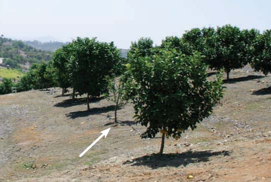 The small, defoliated tree shown in a San Diego County lemon grove has numerous weevils infesting the roots.