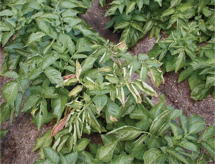 As Erwinia early dying progresses, leaves wilt further and die, sometimes killing the potato plant. When potatoes from these diseased plants are washed, bacteria can get into the lenticels and cause them to rot.