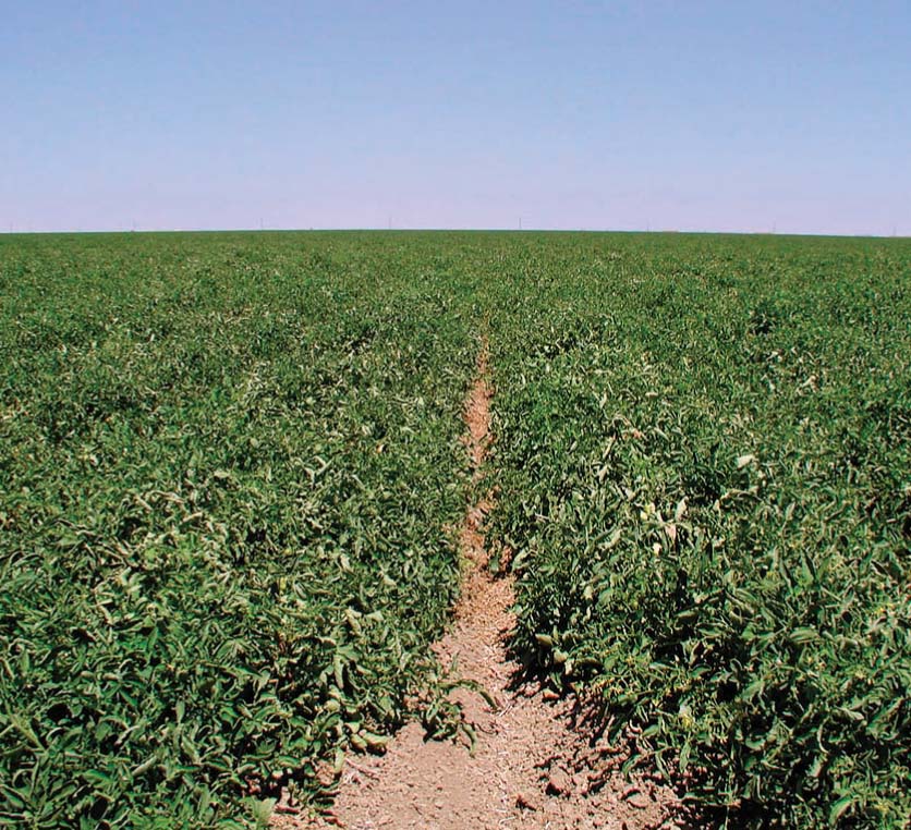 Subsurface drip irrigation is allowing San Joaquin Valley tomato growers to apply water precisely and uniformly, increasing yields and reducing the runoff of saline drainage water.