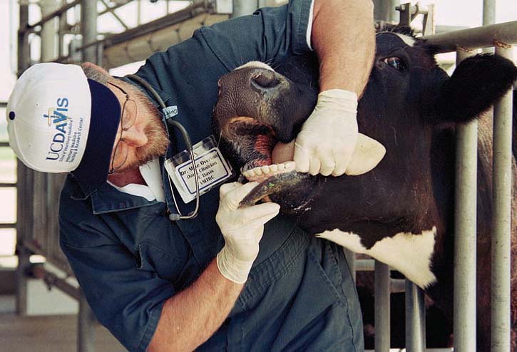Using models to plan for outbreaks of infectious animal disease helps public policymakers to allocate resources more effectively. Michael Overton checked a healthy dairy cow for foot-and-mouth disease at UC Davis.